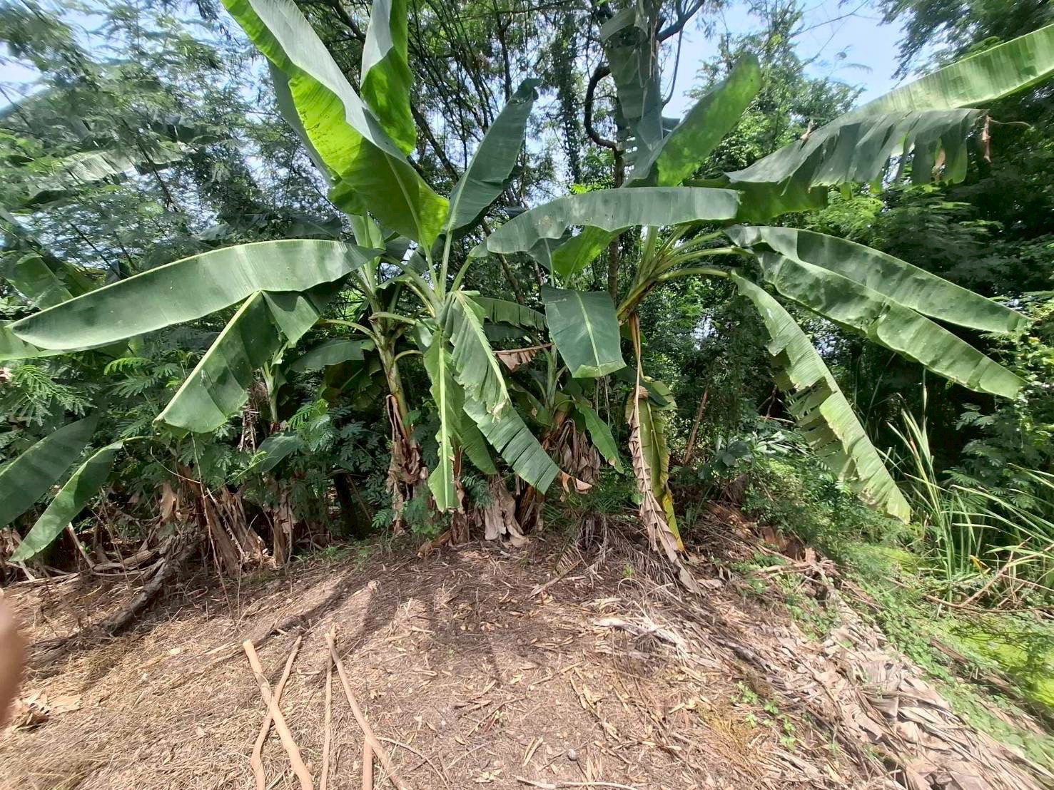 ขายที่ดิน ซอยวัดส้มเกลี้ยง