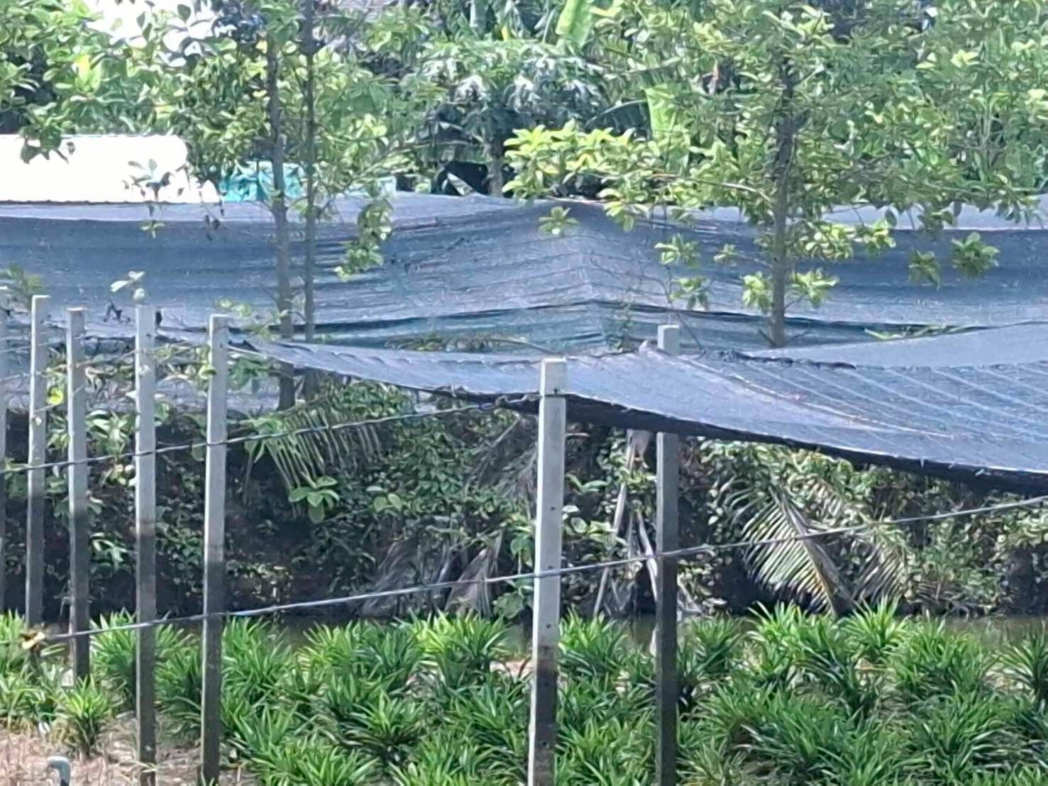 ขายที่ดินนนทบุรี ถ.บางม่วง-บางคูลัด